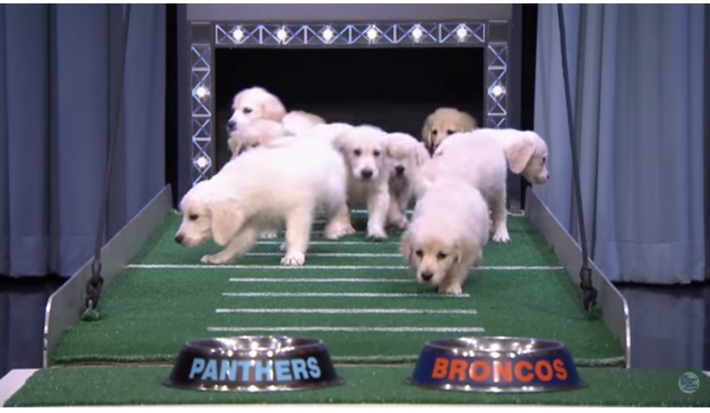 39;Tonight Show&#39 puppies predict Super Bowl 50 champs