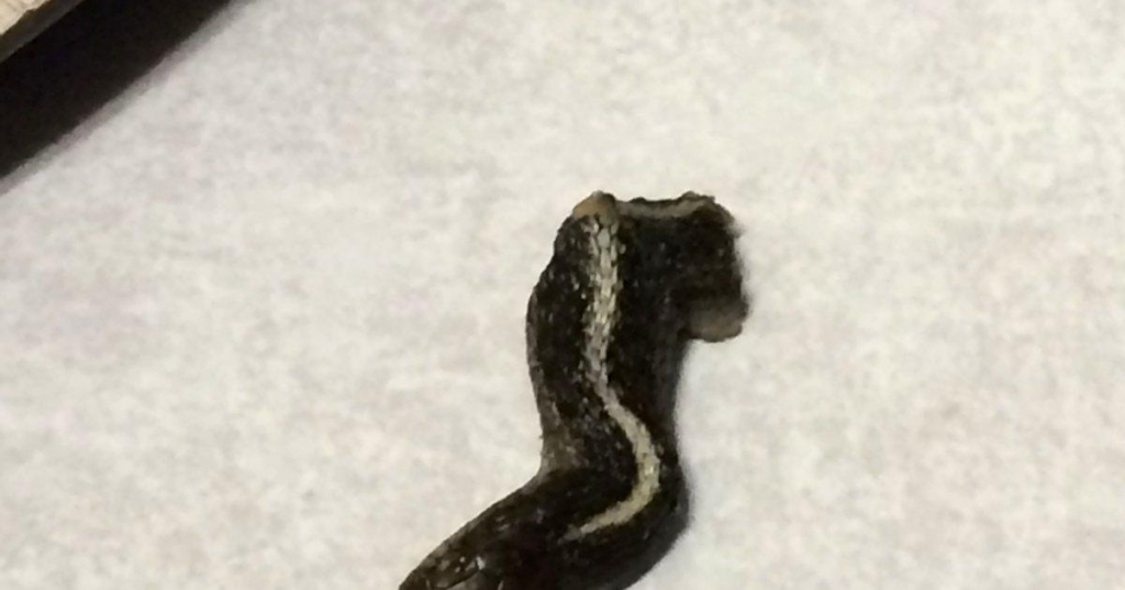 Utah woman says she found a snake head in canned green beans