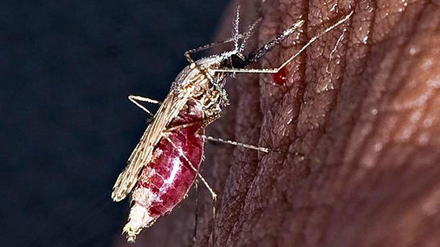 Deadly The malaria virus is transmitted by the female mosquito