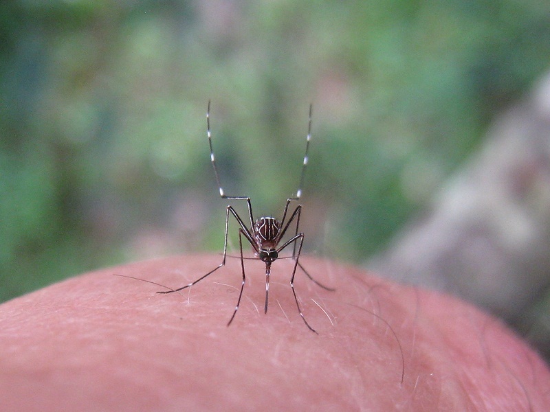 Aedes Mosquito