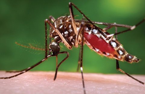 Cayman prepares for Zika