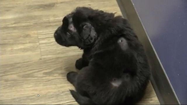 Puppy shot at least 18 times expected to make full recovery