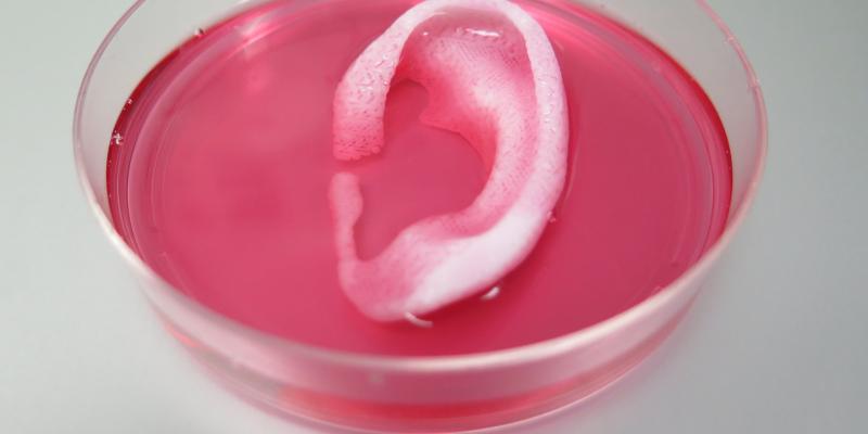 This 3D bioprinter can make human-sized ear, muscle, and bone tissues