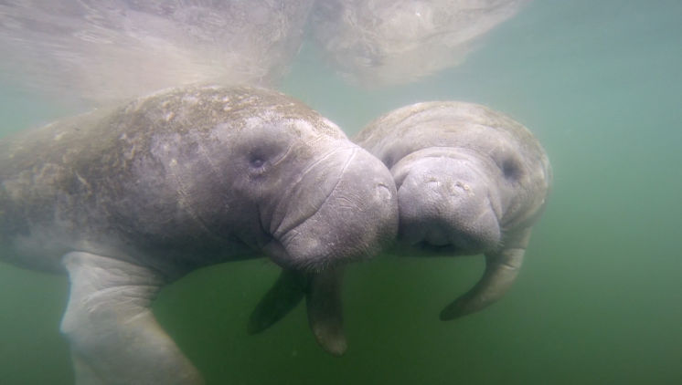 On Kings Bay in Crystal River Citrus County two manatees lounge in their winter escape. Kings Bay is Crystal River's headwater or point of origin and is fed by 28 springs in the bay that produce a consta