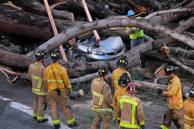 Firefighters work to remove a large tree that fell across multiple lanes of traffic killing a motorist in Pacific Beach Calif. Sunday Jan. 31 2016. Pow