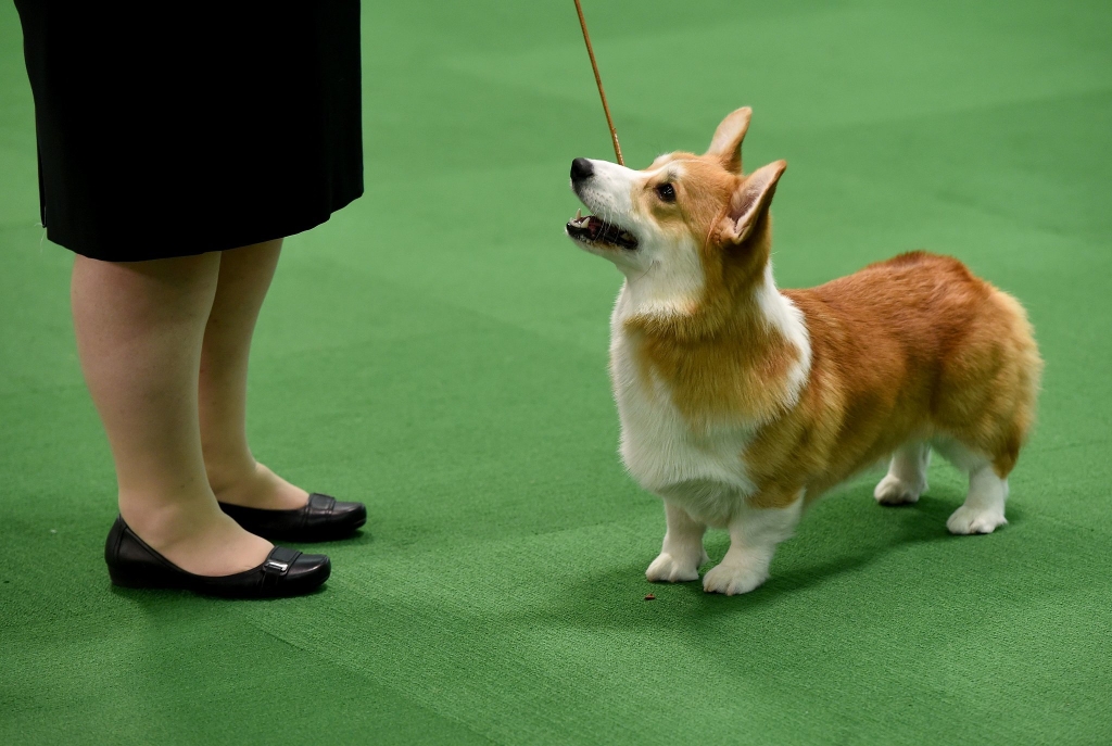 Still barking, Uno remains most popular Westminster pooch