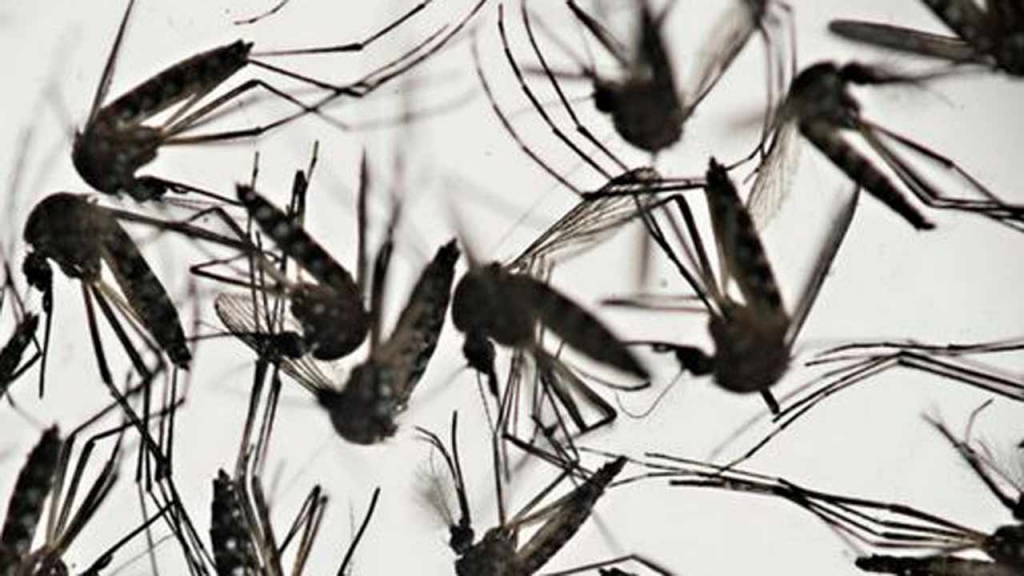 3 pregnant women test positive for Zika in Florida