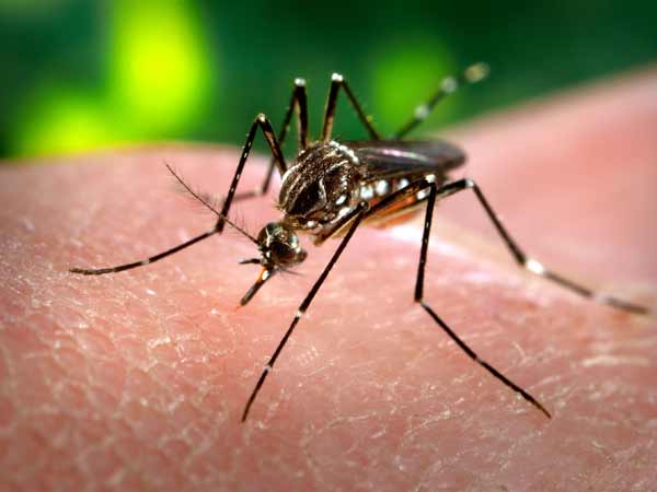 Scientists isolate Zika virus strains