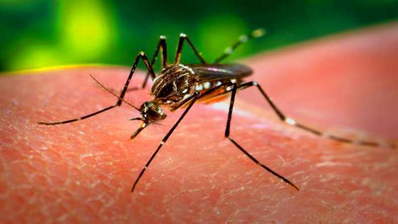 Zika virus infection