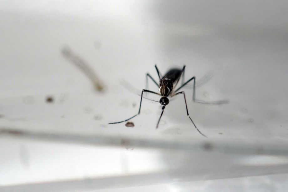 Health authorities have issued a national alert against the Aedes aegypti mosquito vector of the Zika virus which might