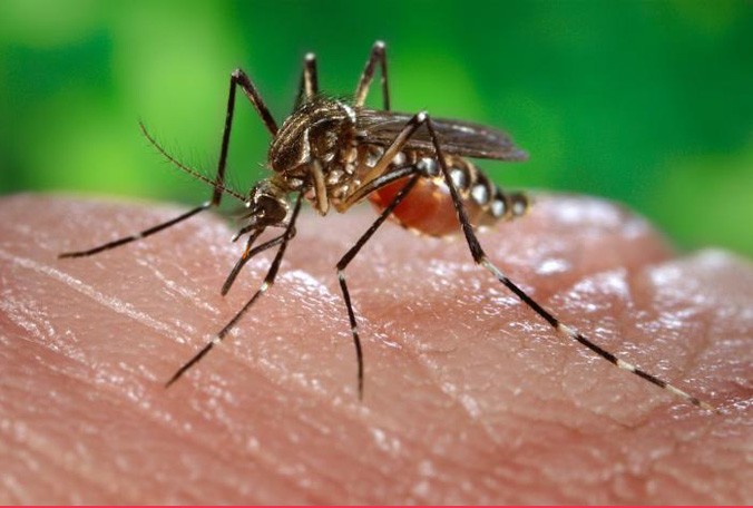 Zika virus is a mosquito-borne illness. Nine cases are confirmed in Florida