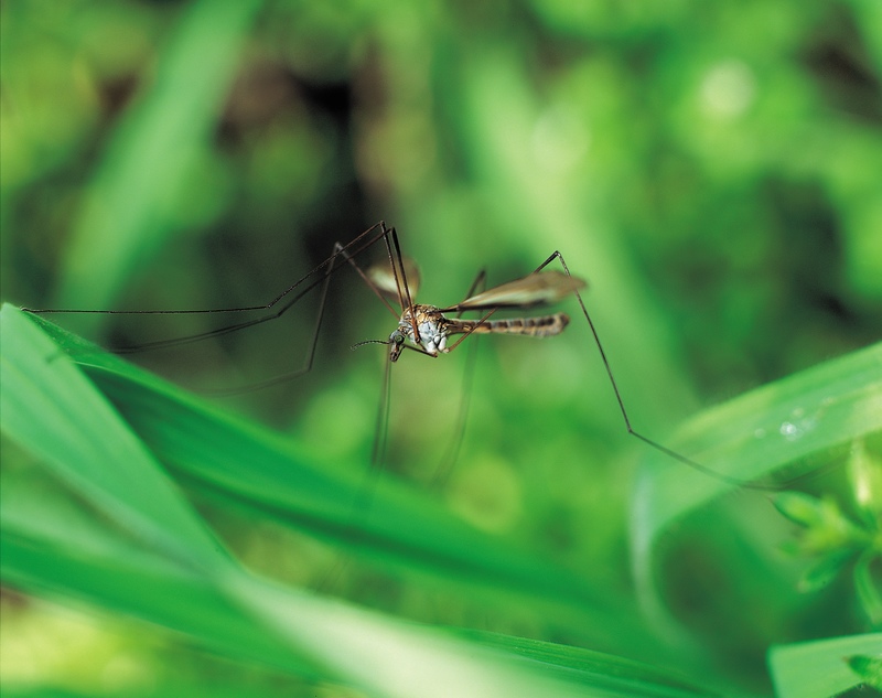 Australian scientists may have a means to fight the Zika virus