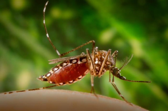 South America in Zika crisis talks as transmission feared