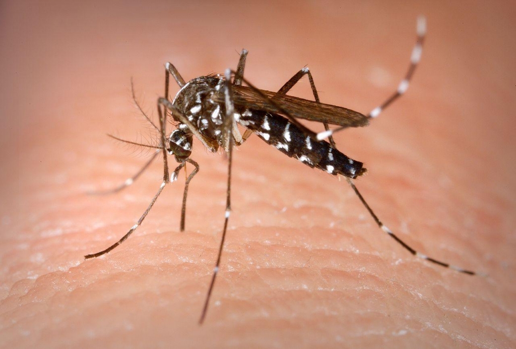 Aedes albopictus, can transmit the Zika virus