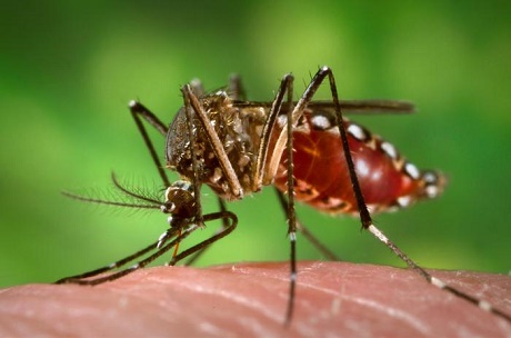 A mosquito stops for lunch