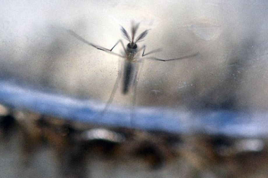 U.S. CDC probing 14 new reports of Zika sexual transmission