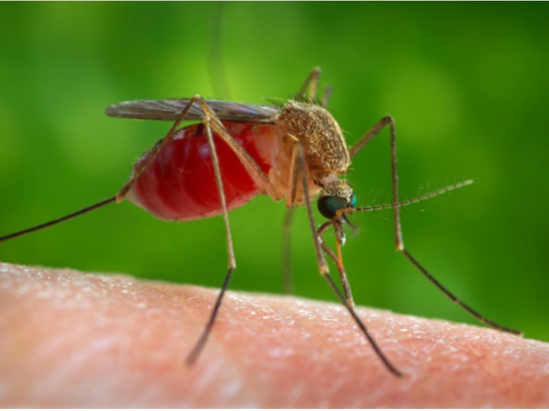 1st Zika Virus Case in Chicago Confirmed at Hospital in Lake View