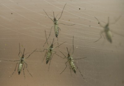 Female Aedes aegypti mosquitoes in a container in Sao Paulo Brazil