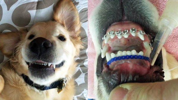 Dr. Moore a'doggie dentist with Michigan's Harborfront Hospital for Animals is helping Wesley the Golden Retriever overcome health issues through orthodontics