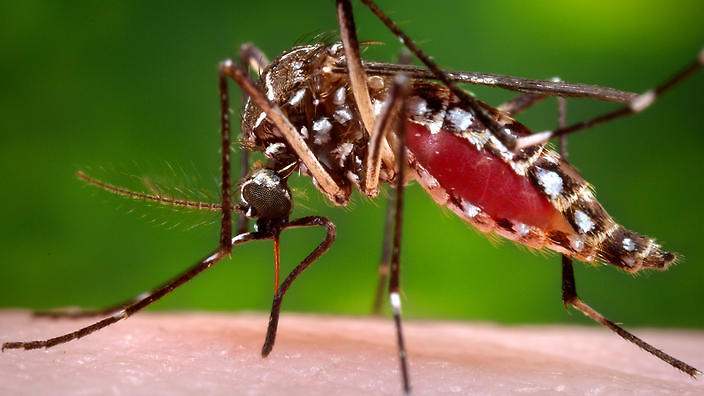 French Polynesia clarifies insecticide use over zika