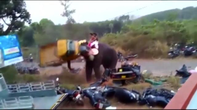 Video Elephant runs amok during a festival in India- attacking 27 vehicles