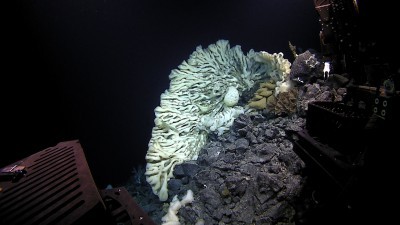 Look at the World's Biggest Sponge, Which Is Over 11 Feet Long