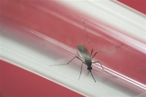 Aedes aegypti mosquito is kept in a glass tube at the Fiocruz institute which has been screening for mosquitos naturally infected with the Zika virus in Rio de Janeiro Brazil. For every 10