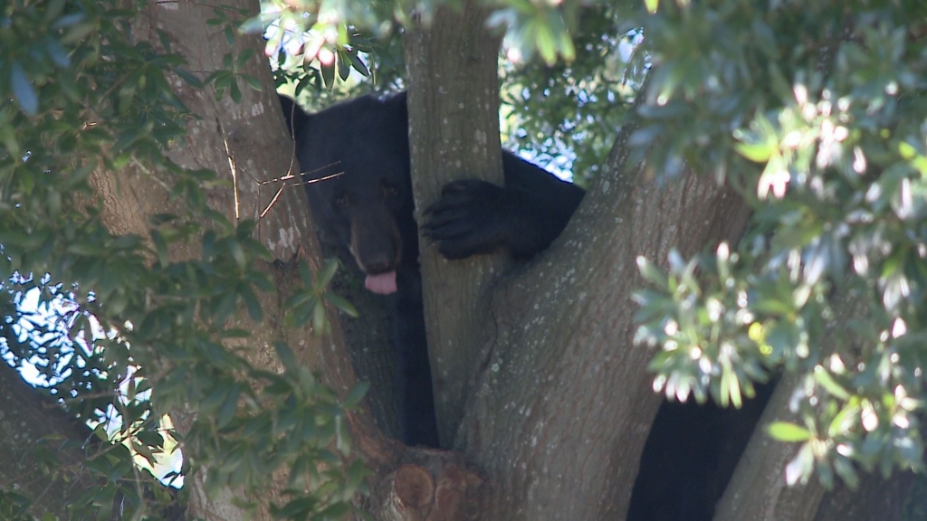 Bear in a tree in Tampa