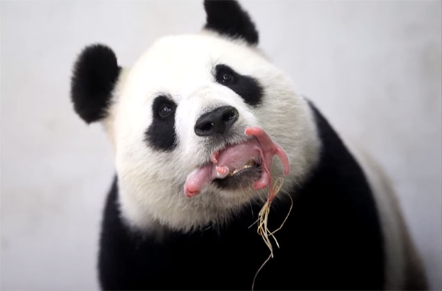 Belgian zoo celebrates panda's birth