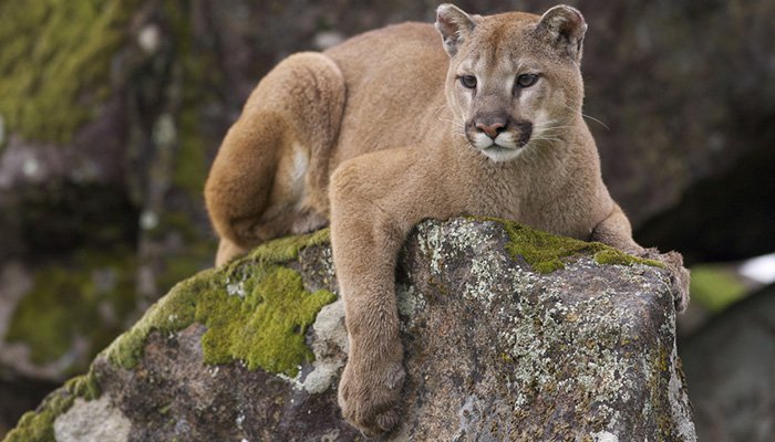 Mountain Lion Attack