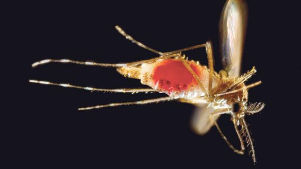 A female Aedes aegypti mosquito takes flight as she leaves her host's skin surface with a newly obtained red blood meal visible