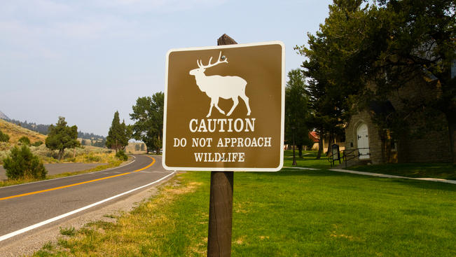 Getty ImagesA sign at Yellowstone National Park warns visitors to not approach elk or other wildlife