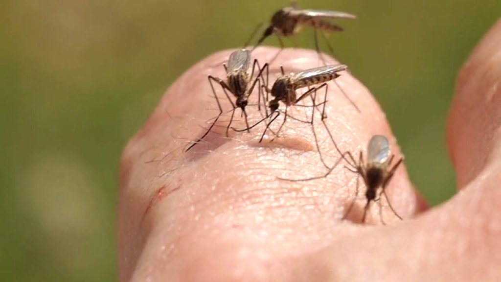 It's early in the mosquito season but health department workers have already collected quite a few