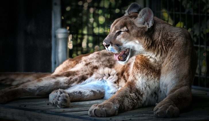 Lion Attacks Toddler Hero Mom Opens Animal’s Mouth To Save Child