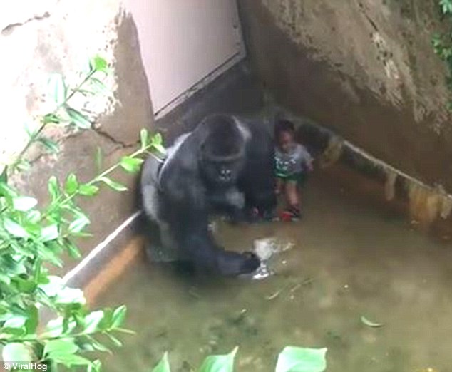 Mother Of 3-year-old Boy Who Fell In Gorilla Exhibit Will Not Face Charges Kiara Dunst