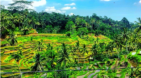 Bali- Peter- Ricefields- Ubud