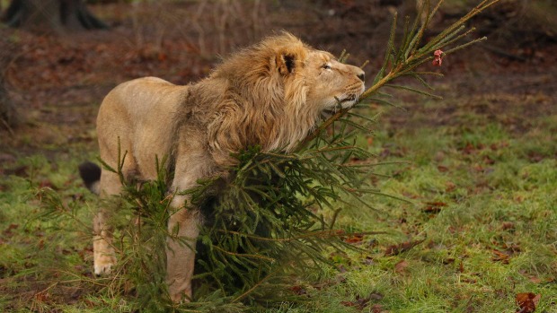 A male Asiatic lion is seen at Chester Zoo northern England in this file