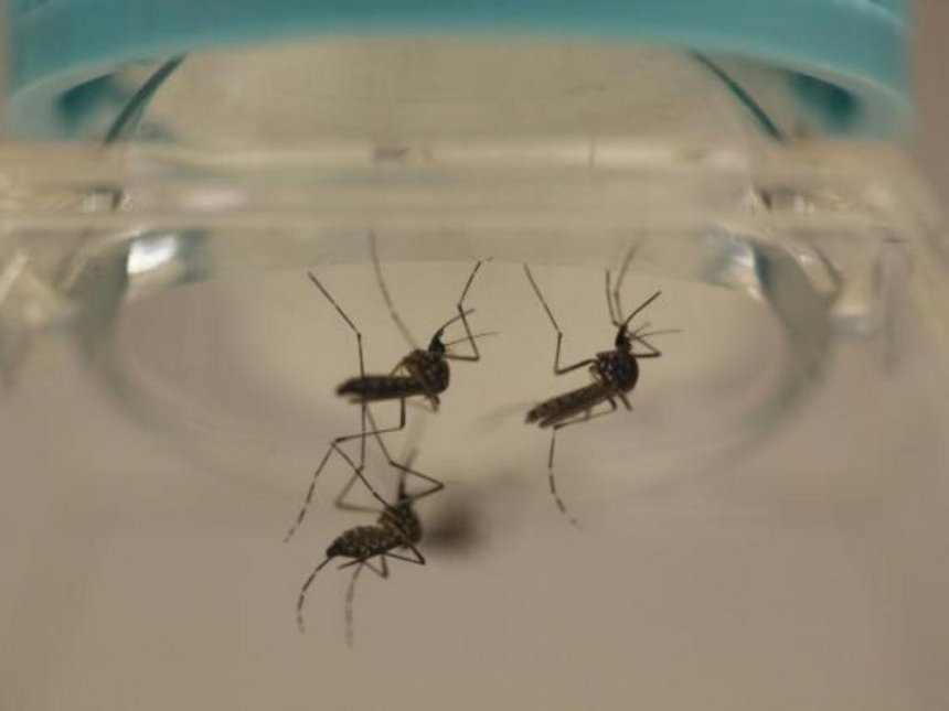 Aedes aegypti mosquitoes are seen at the Laboratory of Entomology and Ecology of the Dengue Branch of the U.S. Centers for Disease Control and Prevention in San Juan