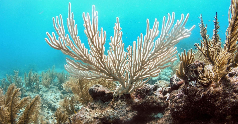 The Latest: Coral bleaching likely to last through 2016