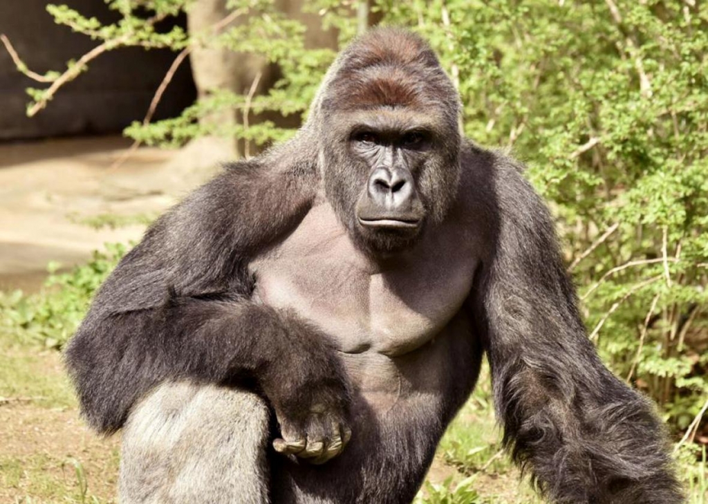 'Mommy loves you!': Boy rescued after gorilla is shot at zoo