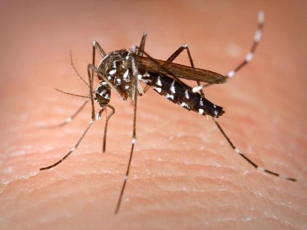 Mosquito Spraying Set For Wall Spring Lake Heights After West Nile Virus Found County