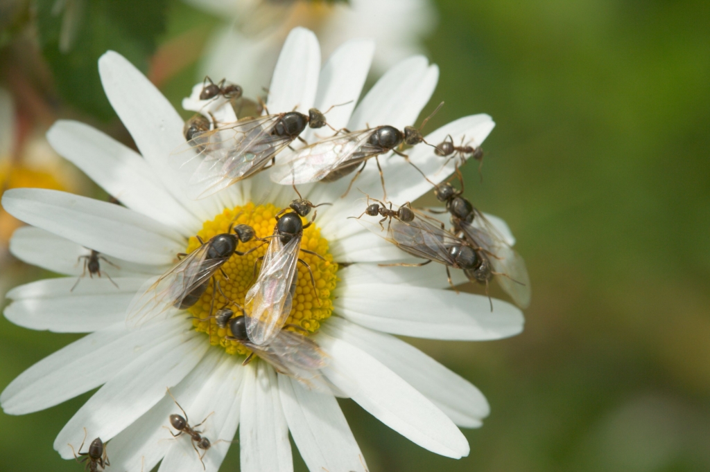 Flying ants have invaded Britain and they're upsetting seagulls