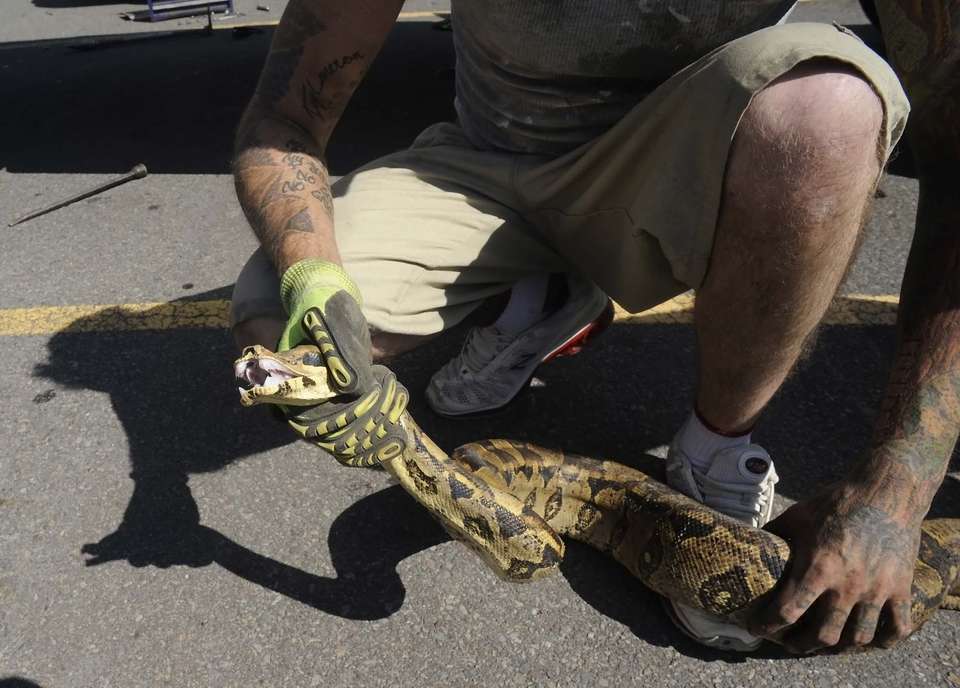 Boa constrictor pulled from beneath SUV in Pennsylvania