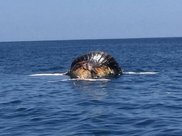 Farewell to Wally- Dead Humpback Whale will Plague Dana Point Coastline no More