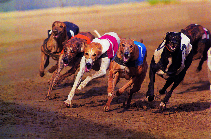 David Hobbs is confident greyhound racing in WA is well governed