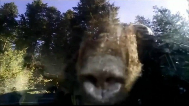 A bear gets locked inside an SUV in Colorado