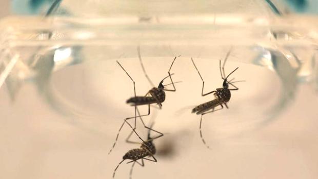 California household mosquito could amplify Zika virus spread