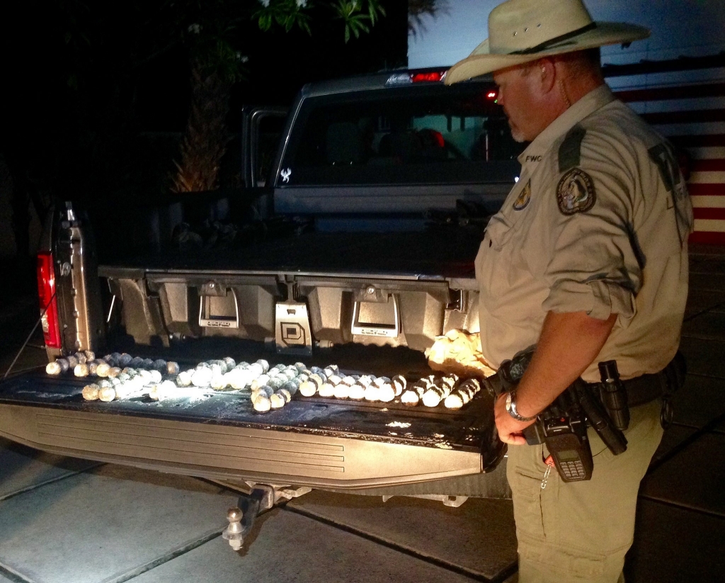 Florida Fish and Wildlife officer inspects stolen sea turtle eggs