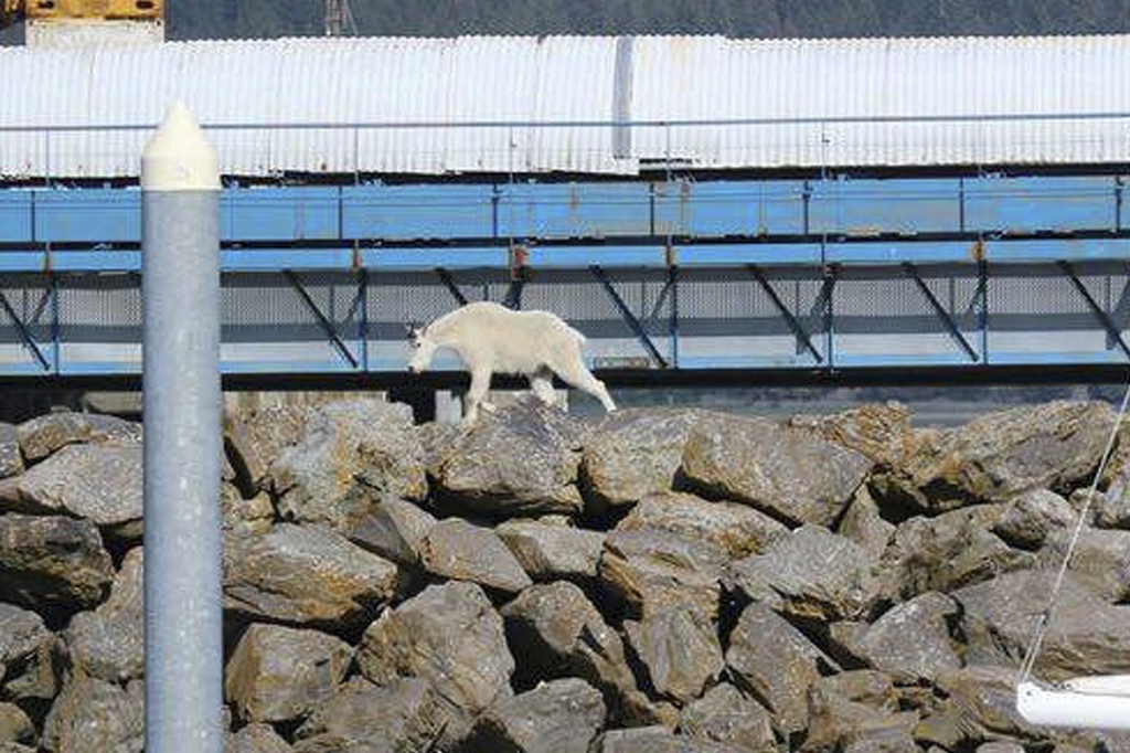 Fero a goat wanders in Seward Alaska