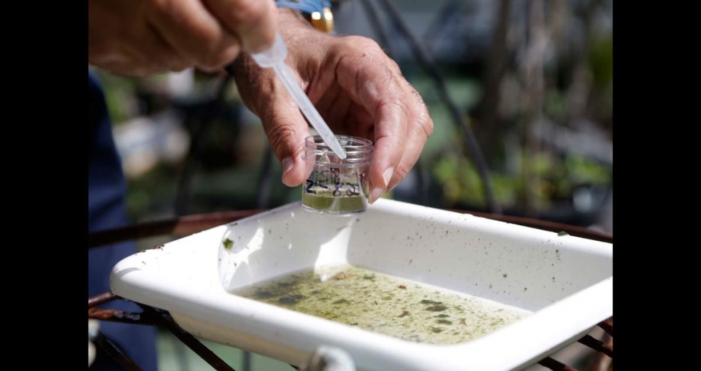 Evaristo Miqueli a natural resources officer with Broward County Mosquito Control takes water samples decanted from a watering jug checking for the presence of mosquito larvae in Pembroke Pines Fla